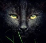 Фотография oxodikares